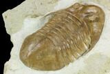 Asaphus Platyurus Trilobite - Russia #125509-5